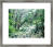 National Forest Photographs
